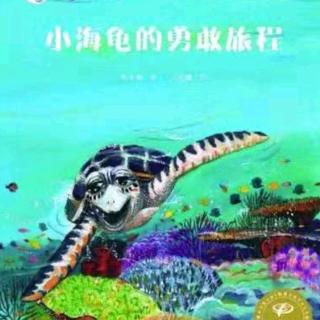 朱曲双语幼儿园的晚安故事293《小海龟的勇敢旅程》