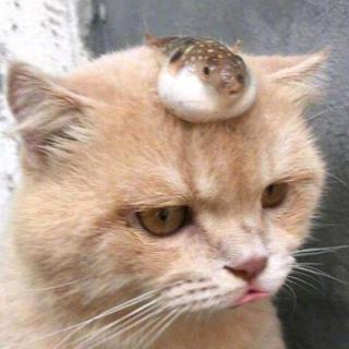 【国王英语】在线收听_熏衣草的播客_荔枝