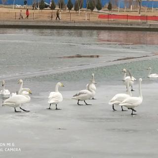 王腾的预习录音