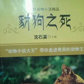 张泽阅读《豺狗之死》