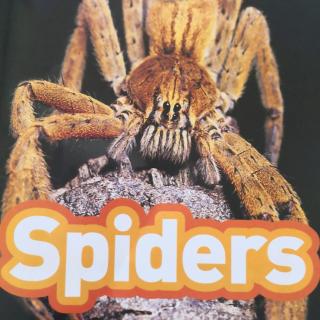 spiders10.16