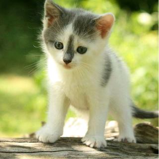 国王英语10月17日早读