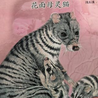 花面母灵猫