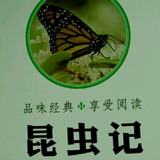 昆虫记—狼蛛1