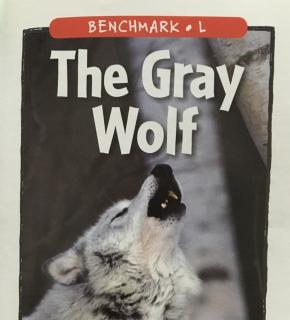 341 The gray wolf