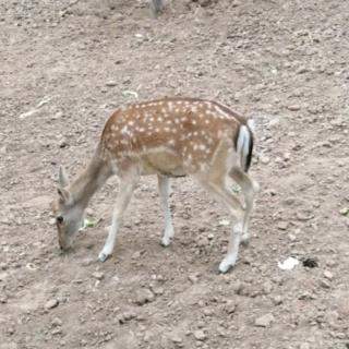 飞上屋顶的老公鸡