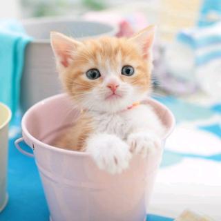 【英语录音】在线收听_阳光的播客_荔枝