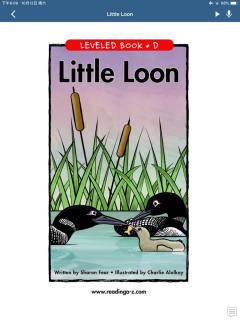 Little loon