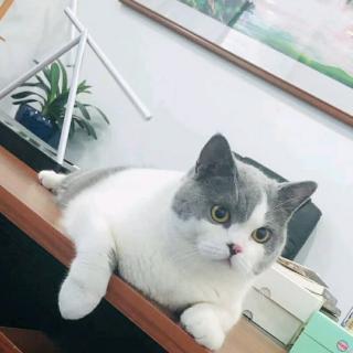 稻草人      小黄猫的恋爱故事