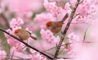 鸟是树的花朵