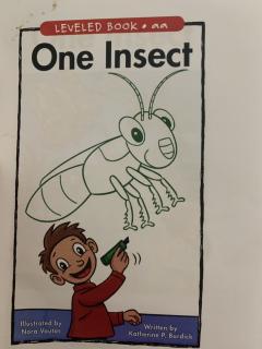 One Insect