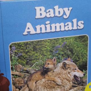 Baby  Animals