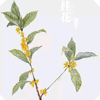 人闲桂花静