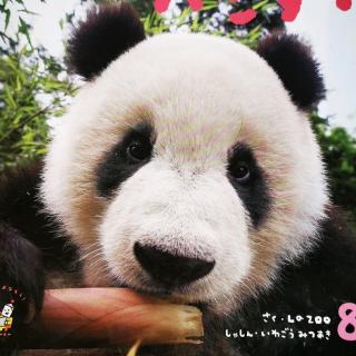 儿童日语23～24课 パンダ /熊猫