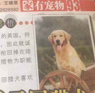 天使一样的金毛寻回猎犬