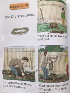 20191023 The old tree stump