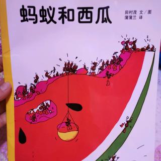 蚂蚁和西瓜🍉黄子怡