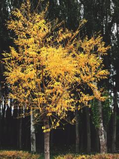 《阿納絲塔夏》鳴響雪松1-（6、7）森林臥房