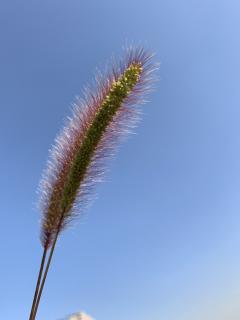 10月24日背诵《日月潭》