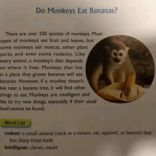Do Monkeys Eat Bananas