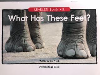 What Has These Feet?