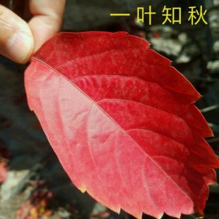 《独活》朗诵 文丁