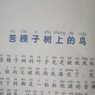 苦楝子树上的鸟3