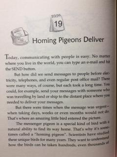 8-19 Homing Pigeons Deliver