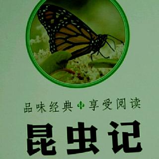 昆虫记——狼蛛3