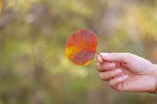 秋叶红于二月花