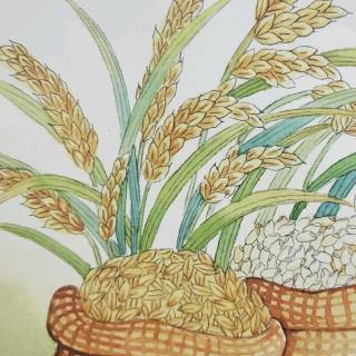 食育儿歌第七篇——《水稻》