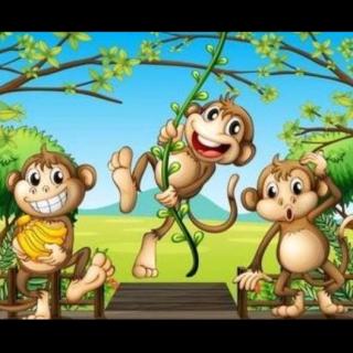 Quinn风云老师——《三只小猴的故事🐒》