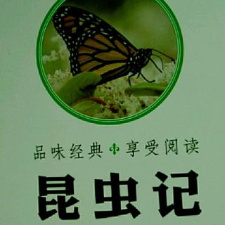 昆虫记——两种稀奇的蚱蜢1