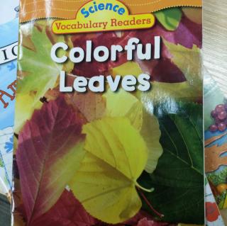 No.48th   Colorful leaves