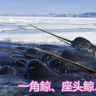 一角鲸、座头鲸和虎鲸-罐子姐姐动物课7 
