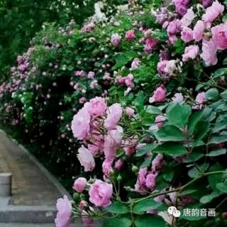 《走进春天的花海》文/萤火小虫