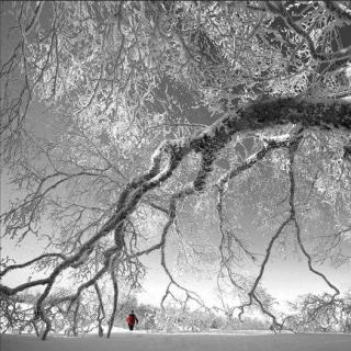 寻梦（诵读：傲雪红梅）