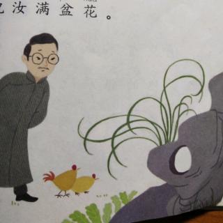 兰花草