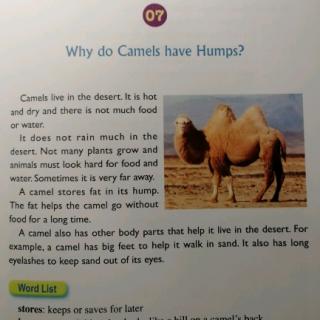 Why do Camels have Humps