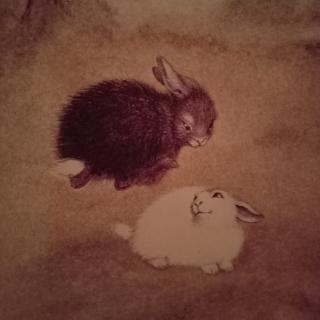 黑兔和白兔。