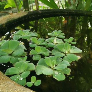 种子和小雨滴