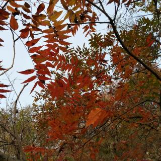 ［又又读诗·秋·重阳节］59.采桑子·九日（纳兰性德）