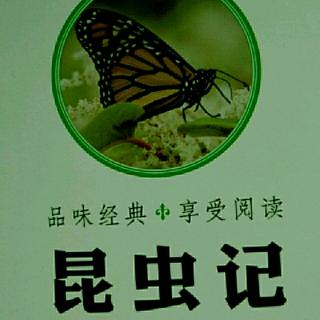 昆虫记——卷心菜毛虫