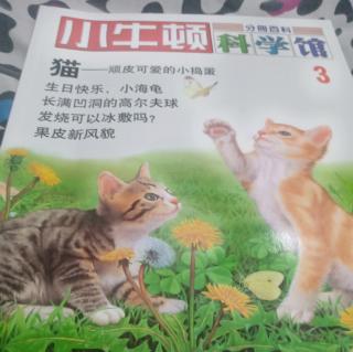 小牛顿猫顽皮可爱的小捣蛋