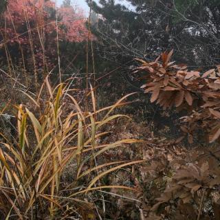 《在雪的深处等你》/月下草