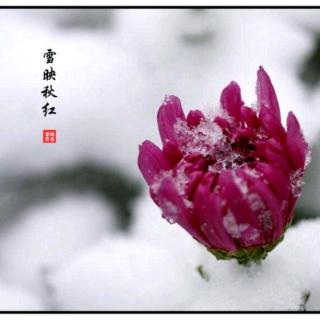 《江南的菊和塞外的雪》