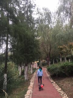 复习背诵过的组诗