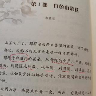 小散文——白色的山茶花