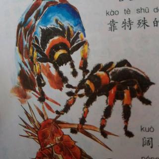 《昆虫记》——黑肚皮的塔兰图拉毒蛛