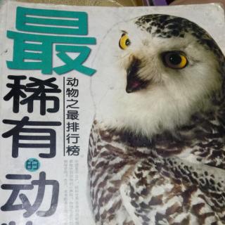 课外阅读《最稀有的动物》